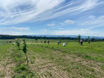 Auf einer neuen Haselnussplantage in Mettmenstetten (Juni 2021)